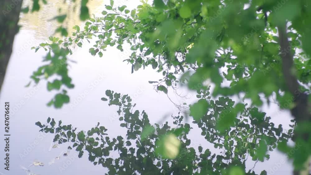 Poster tree leaves sway in the breeze creating reflections on the lake below