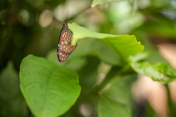 Brown butterfly hanging upside down on the leaf in the middle of the forest. 