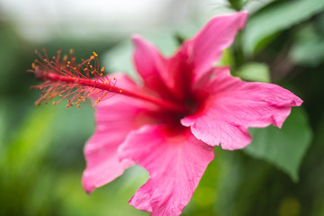 Tropical pink flower in the rain forest taken with a macro lens. 