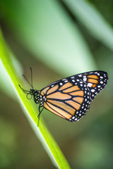 Vertical detail shot of black, orange, and white butterfly sitting on top of leaves in the middle of the garden with a strong bokeh in the background. 