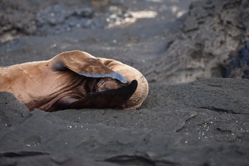 Baby sea lion laying on the rocks
