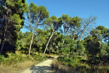 Fototapeta na wymiar Road, track walk to the top of the mountain Puig de Sant Marti