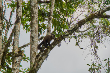 Monkey in tree
