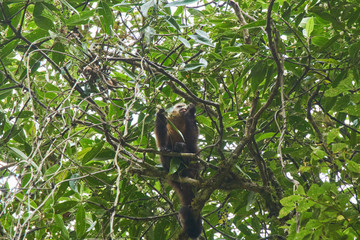 Monkey eating in tree