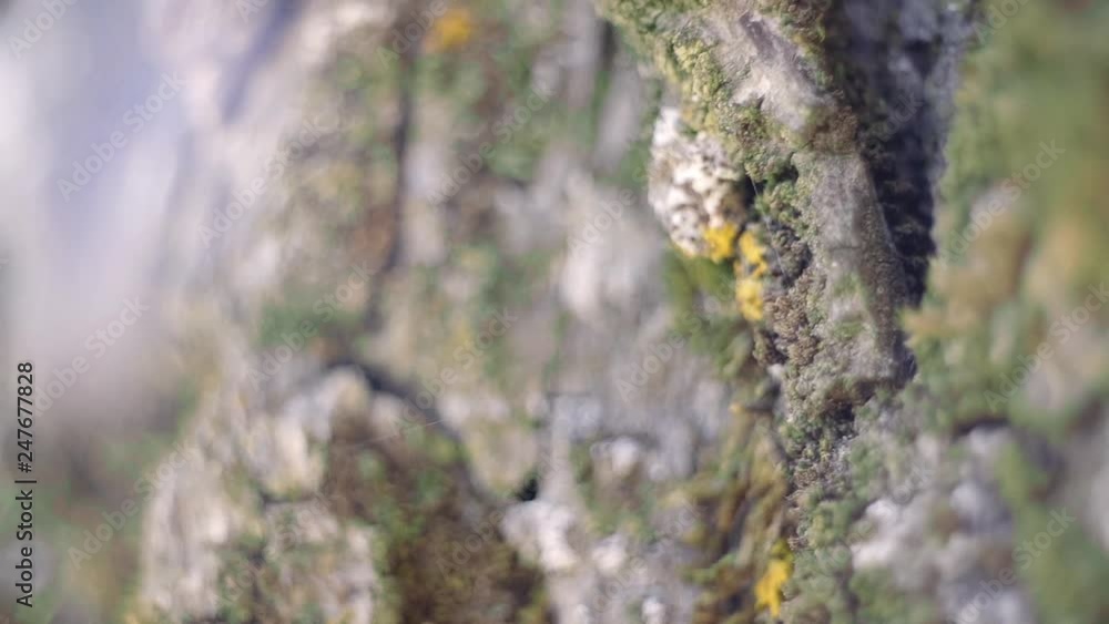 Poster abstract macro shot of moss growing on the weathered textured bark of a tree