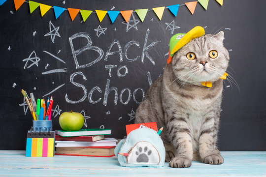 Funny cat schoolboy on the background of the blackboard. Back to school