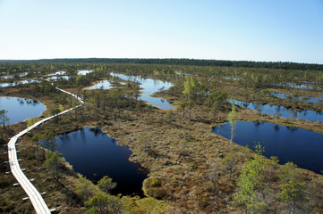 Fototapeta premium Pathway in the Great Kemeri Bog.Latvia. 