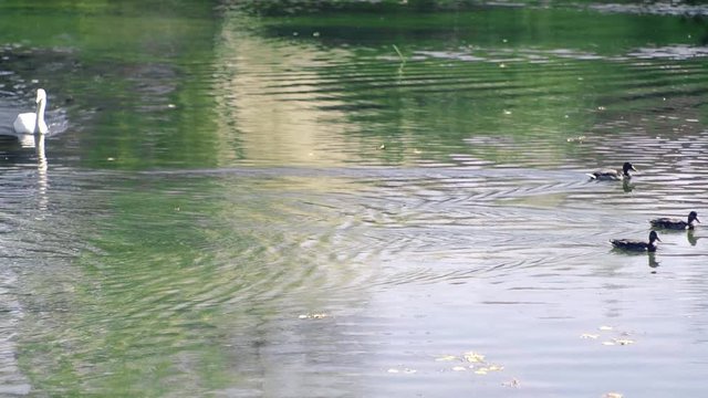Ducks swim on a lake white swans are flowing in the current of the colorful water