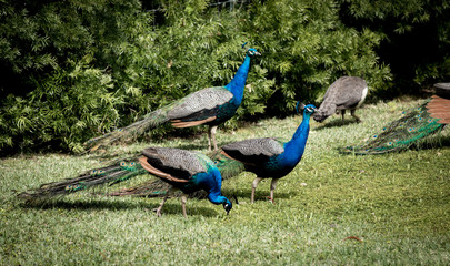 Fototapeta premium Peacocks menagerie in the front lawn