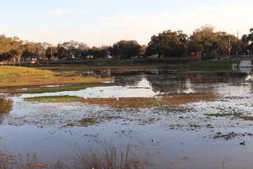 Bird pond