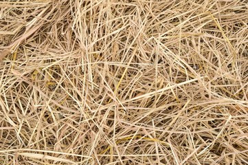 dry straw on the ground