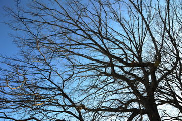 The spreading branches of leafless hibernating trees in winter against blue sky.