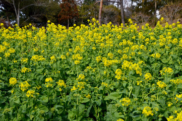 満開の菜の花（ハナナ）畑