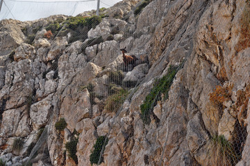 Wild goat trapped behind the net in the mountains on the way to the Formentor lighthouse in Mallorca