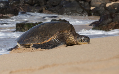 Turtles in Hawaii
