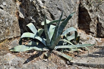 Agave americana, common names sentry plant, century plant,maguey or American aloe