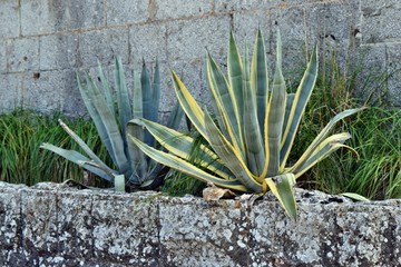 Agave americana, common names sentry plant, century plant,maguey, variegata or American aloe