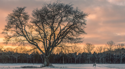 Lone Tree in Winter Snow