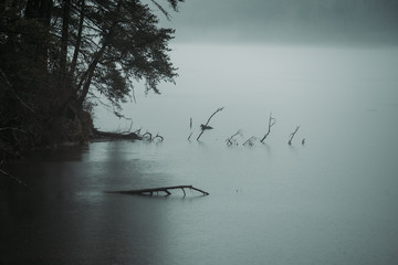 Foggy Lake at Shoreline