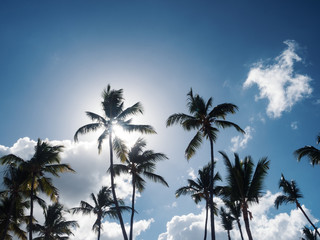 Silhouette of coconut palm trees on sky background with sun down