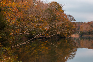 Autumn Trees on Lake