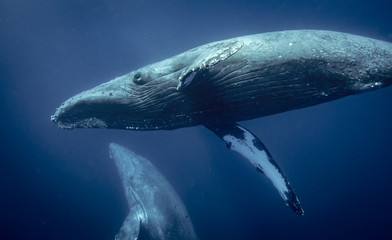 Obraz premium Humpback whales of Hawaii