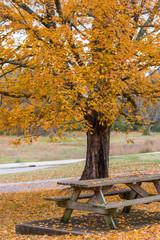Autumn Tree at Park