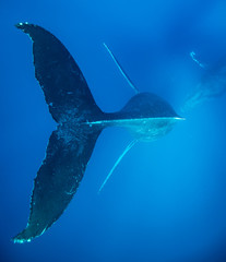 Humpback whales of Hawaii
