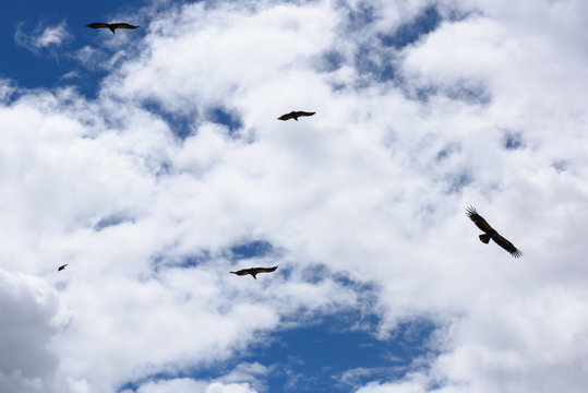 a group of Himalayan vultures flying in the sky at a sky burial site in Larung Gar(LuoRuo)(near Larung Gar Buddhist Academy) , Seda(Sertar), Sichuan, China.