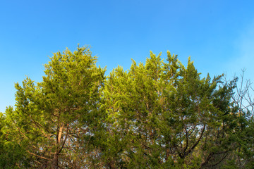 branches of a tree against blue sky