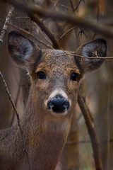 Young Deer in Woods