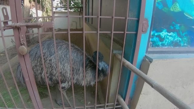 A big adult emu bird in cage in zoo park looking for food in Jamnagar city, Gujarat, India