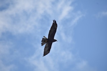 Galapagos hawk flying against the blue sky