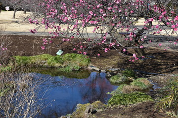 Obraz na płótnie Canvas The Japanese plum blossoms brought spring scent