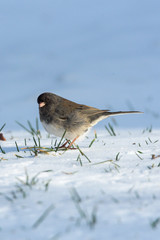Dark Eyed Junco