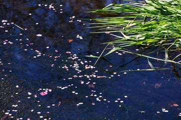 The Japanese plum blossoms brought spring scent