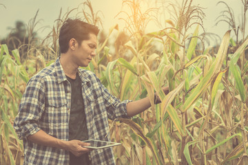 smart farmer using technology in an agriculture field ;man checking by using tablet in farm field