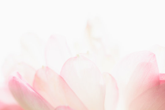 Sweet color lotus in soft style for background © teen00000