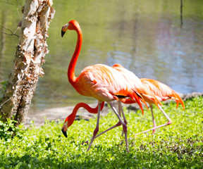 Flamingos at the Zoo