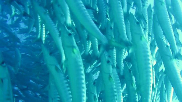 Trigger fish on the feed