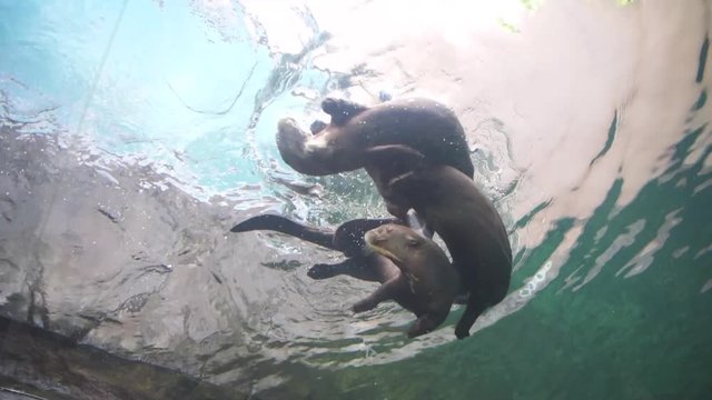 Seal Playing in Aquarium