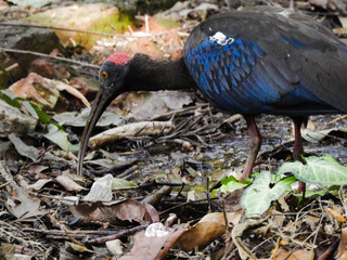 Red naped ibis