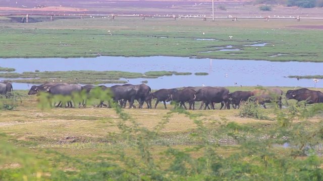 A group of Indian buffalo moving together near a river stock video I A big group of buffalo stock video