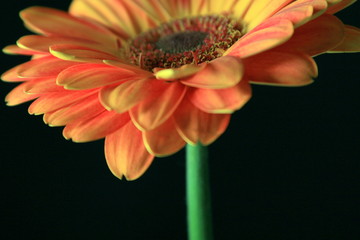 Orange Gerber Daisy
