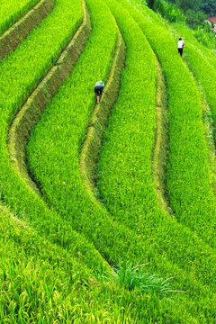 Rice field at Mu Cang Chai, Vietnam