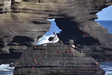 Pelican and crabs on a rock in the ocean