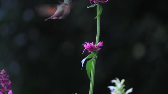 Humming bird flying and feeding off purple flowers.