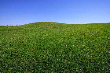 Fototapeta premium golf course lawn