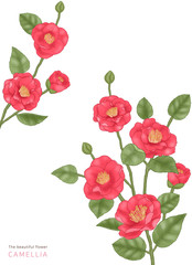 Beautiful red flower 