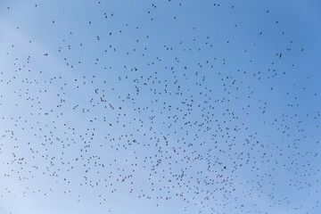 very large flock of birds